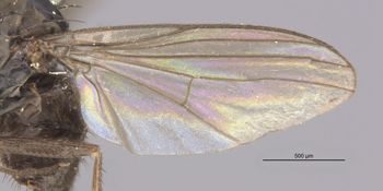 Media type: image;   Entomology 12881 Aspect: Wing front
